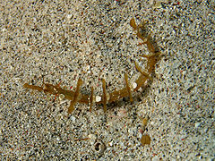 Halicampus macrorhynchus (Winged pipefish) top view.jpg