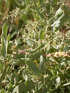 Halimione pedunculata baie-d-authie 80 21082006 2.JPG