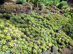 Haworthia greenii 2.jpg