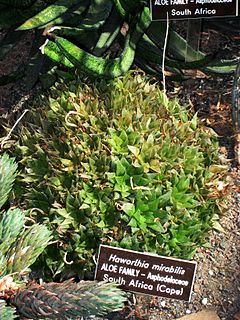 Haworthia mirabilis (Washington DC).jpg