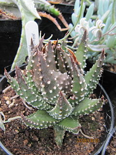 Haworthia pumila.jpg