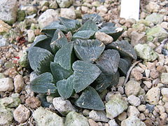 Haworthia pygmaea1.jpg