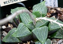 Haworthia pygmaea argenteo-maculosa 1.jpg
