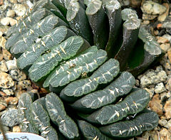 Haworthia truncata 1.jpg