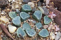 Haworthia truncata var maughanii.jpg