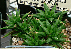 Haworthia variegata var modesta 1.jpg