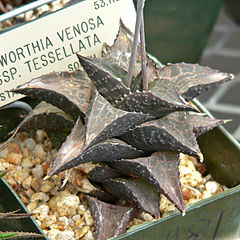 Haworthia venosa ssp tessellata 1.jpg