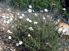 Helianthemum violaceum habitus SierraMadrona.jpg