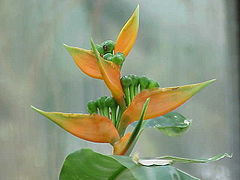 Heliconia aurantiaca2.jpg