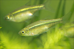 Hemigrammocypris rasborella(Fujieda-shi,Shizuoka-ken,Japan).jpg