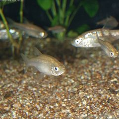 Hemigrammocypris rasborella.jpg