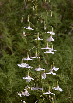 Hermannia amabilis.jpg