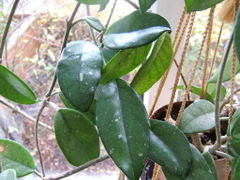 Hoya carnosa0.jpg