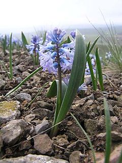 Hyacinthella pallasiana.jpg