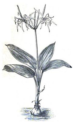Hymenocallis cordifolia.jpg