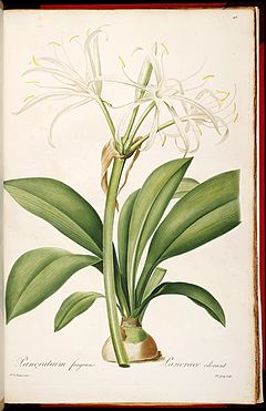 Hymenocallis fragrans (as Pancratium fragrans) 7.413.jpg