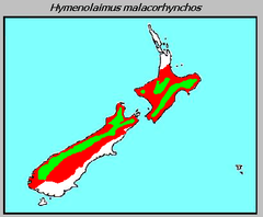 Hymenolaimus malacorhynchos distribution.PNG