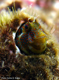 Hypsoblennius invemar photo-CarlosGMunoz.JPG