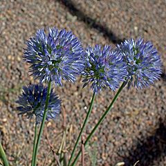 IMG 0502-Allium caesium.jpg