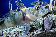 Icefish Chionodraco hamatus.jpg