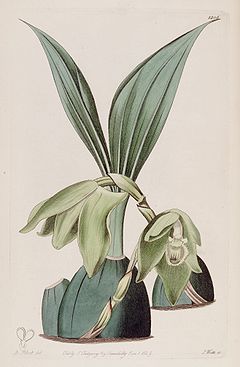Ida ciliata (as Maxillaria ciliata) - Bot. Reg. 14 pl. 1206 (1828).jpg