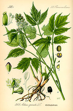 Illustration Actaea spicata0.jpg