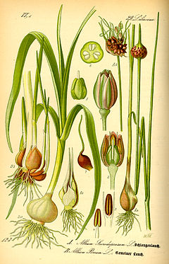 Illustration Allium scorodoprasum0.jpg