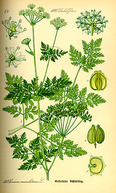 Illustration Conium maculatum0.jpg