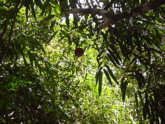 Image-Hydnocarpus annamensis Flacourtiaceae.JPG