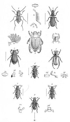 Insects Plate 1 (Discoveries in Australia).jpg