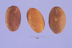 Jasminum dichotomum - Fruit.jpg