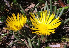 Jordaaniella dubia - succulent groundcover - South Africa.JPG