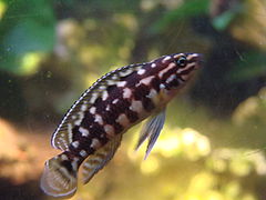 Julidochromis marlieri (Worclaw zoo).JPG