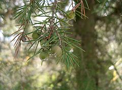 Juniperus rigida2.jpg