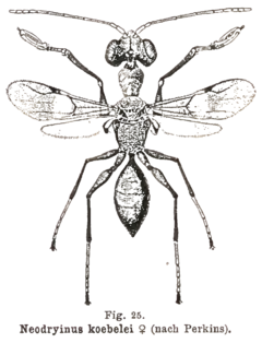 Kieffer - Neodryinus koebelei female.png
