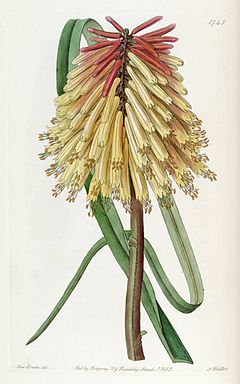 Kniphofia uvaria (as Tritoma burchellii) Edwards's Bot. Reg. 21. t. 1745 (1835)..jpg