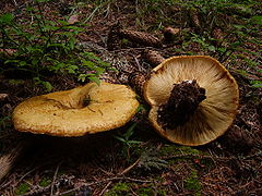 Lactarius scrobiculatus.JPG