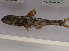 Lampanyctus crocodilus.001 - Natural History Museum of London.JPG