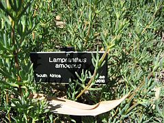 Lampranthus amoenus plant.jpg