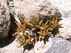 Lampranthus dunensis plant CapeTown SouthAfrica.JPG