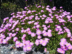 Lampranthus falciformis (1).jpg