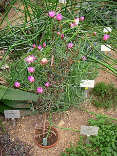 Lampranthus sociorus - Berlin Botanical Garden - IMG 8776.JPG