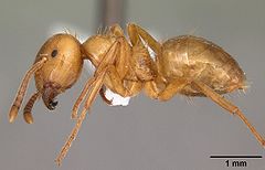 Lasius interjectus casent0102696 profile 1.jpg