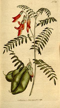 Lessertia frutescens.jpg