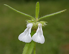 Leucas longifolia (Dudhani) in Hyderabad, AP W IMG 9504.jpg