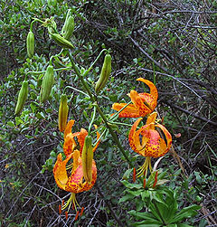 Lilium humboldtii ssp ocellatum.jpg
