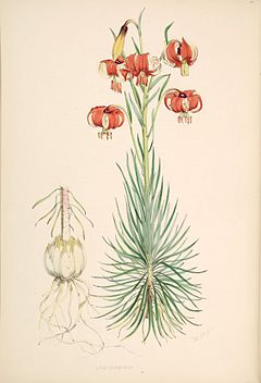 Lilium pomponium.jpg