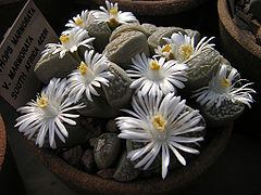 Lithops-marmorata-ssp.-marm.JPG