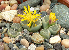 Lithops hallii 1.jpg