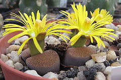 Lithops lesliei ssp. lesliei v. mariae Cole 141 05.jpg